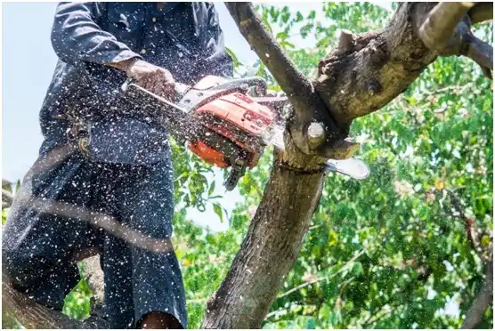 tree services Jacksonville